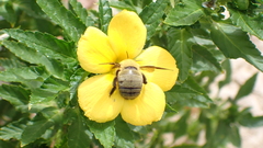 Xylocopa pubescens