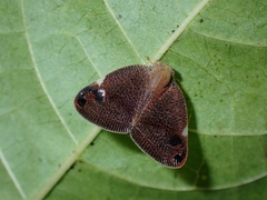 Parapiromis translucida