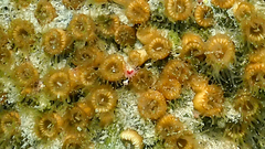 Serpula vermicularis