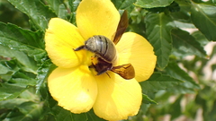Xylocopa pubescens