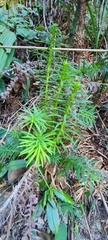 Cunninghamia lanceolata