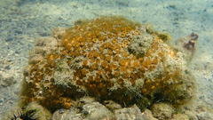 Cladocora caespitosa