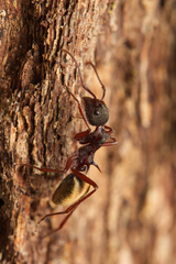 Dolichoderus extensispinus