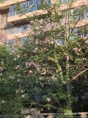 Ceiba speciosa