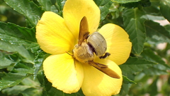 Xylocopa pubescens