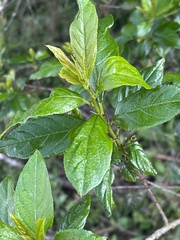 Rhamnus prinoides