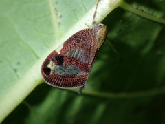 Parapiromis translucida