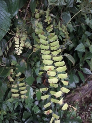 Adiantum