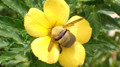Xylocopa pubescens