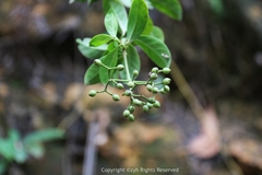 Psychotria serpens