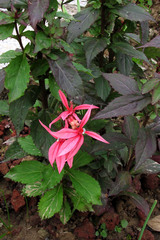Lobelia × speciosa