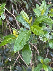 Rhamnus prinoides