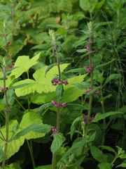 Stachys mexicana
