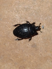 Saprininae