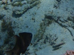 Ostorhinchus norfolcensis