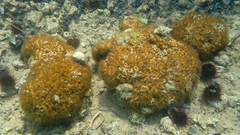 Cladocora caespitosa