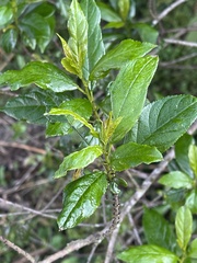 Rhamnus prinoides