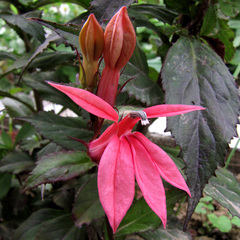 Lobelia × speciosa