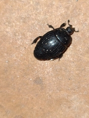 Saprininae