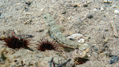 Gobius niger