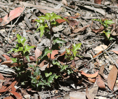 Podolobium ilicifolium