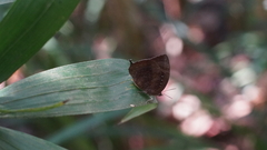 Arhopala centaurus