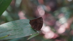Arhopala centaurus