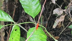 Orchithemis pulcherrima