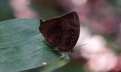 Arhopala centaurus