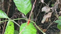 Orchithemis pulcherrima