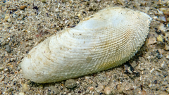 Pholas dactylus