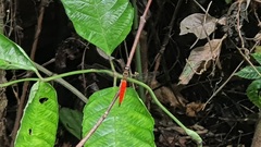 Orchithemis pulcherrima