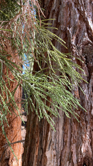 Sequoiadendron giganteum