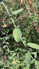Ceanothus integerrimus
