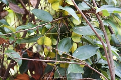 Dioscorea cirrhosa