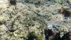 Gobius niger
