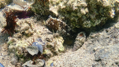 Parablennius tentacularis