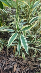 Dracaena sanderiana