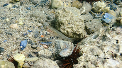 Gobius fallax