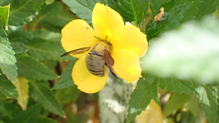 Xylocopa pubescens