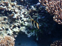 Chaetodon tricinctus