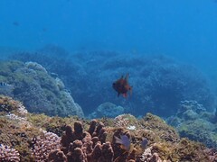 Ostorhinchus norfolcensis