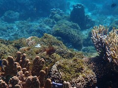 Ostorhinchus norfolcensis