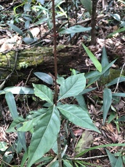 Aidia cochinchinensis