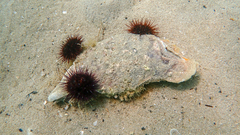 Pinnidae