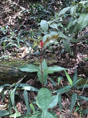 Aidia cochinchinensis