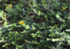 Phyllota phylicoides