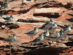 Xenus cinereus