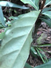 Aidia cochinchinensis