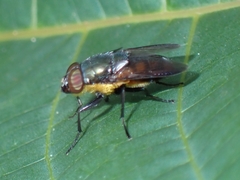 Stomorhina xanthogaster